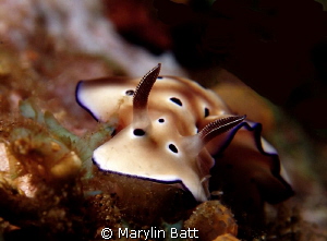 Chromodoris coi, this beautiful creature posed so nicely. by Marylin Batt 